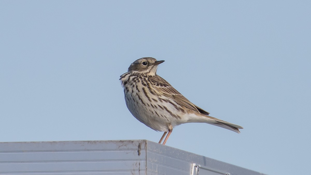 Meadow Pipit - Milan Martic