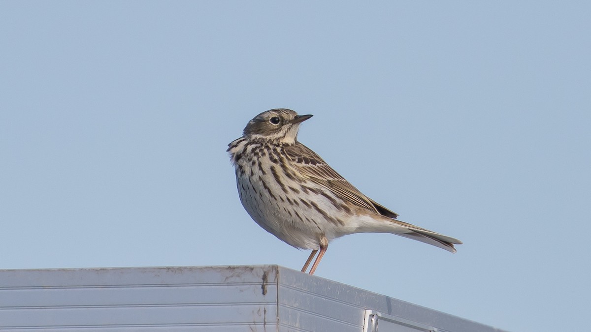 Pipit farlouse - ML446126831