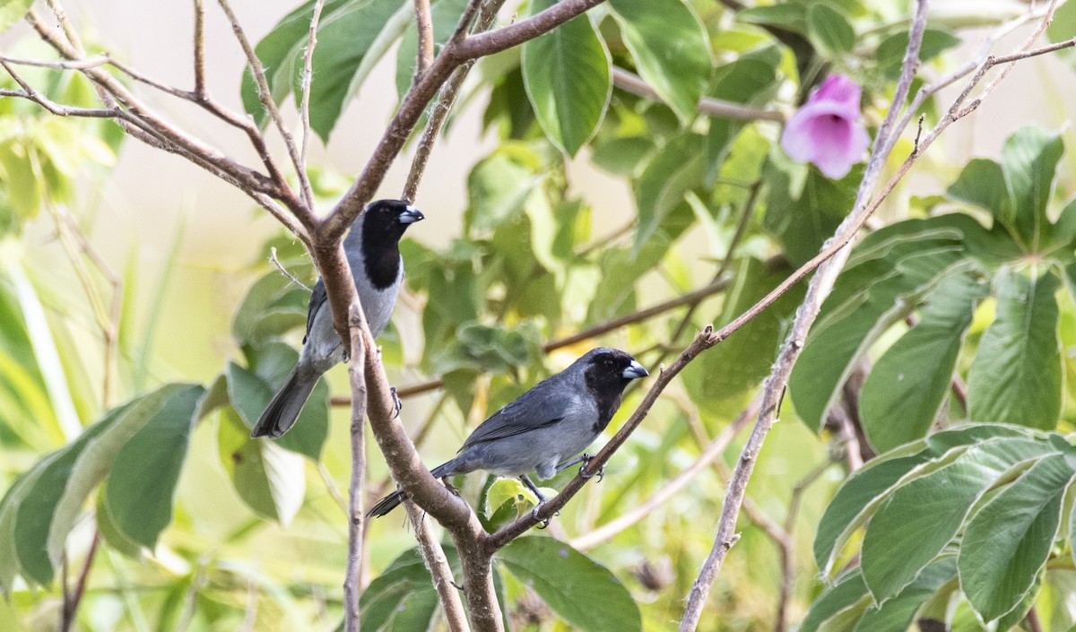 Black-faced Tanager - ML446126901