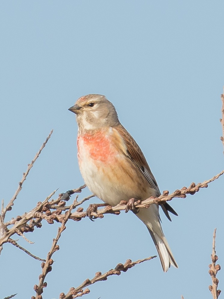 Eurasian Linnet - ML446127241