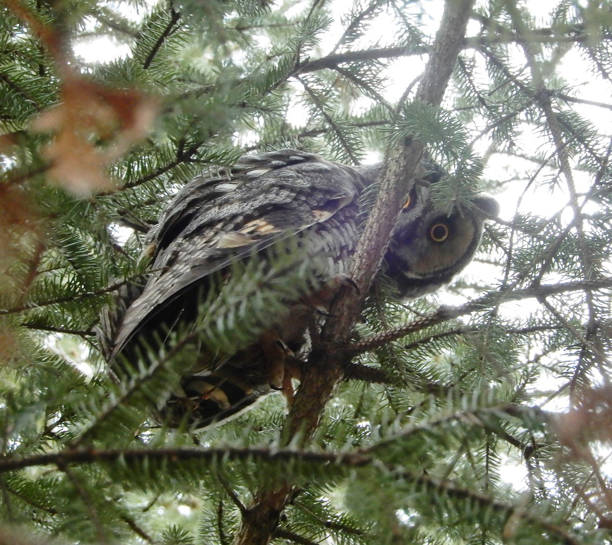Long-eared Owl - ML446128321