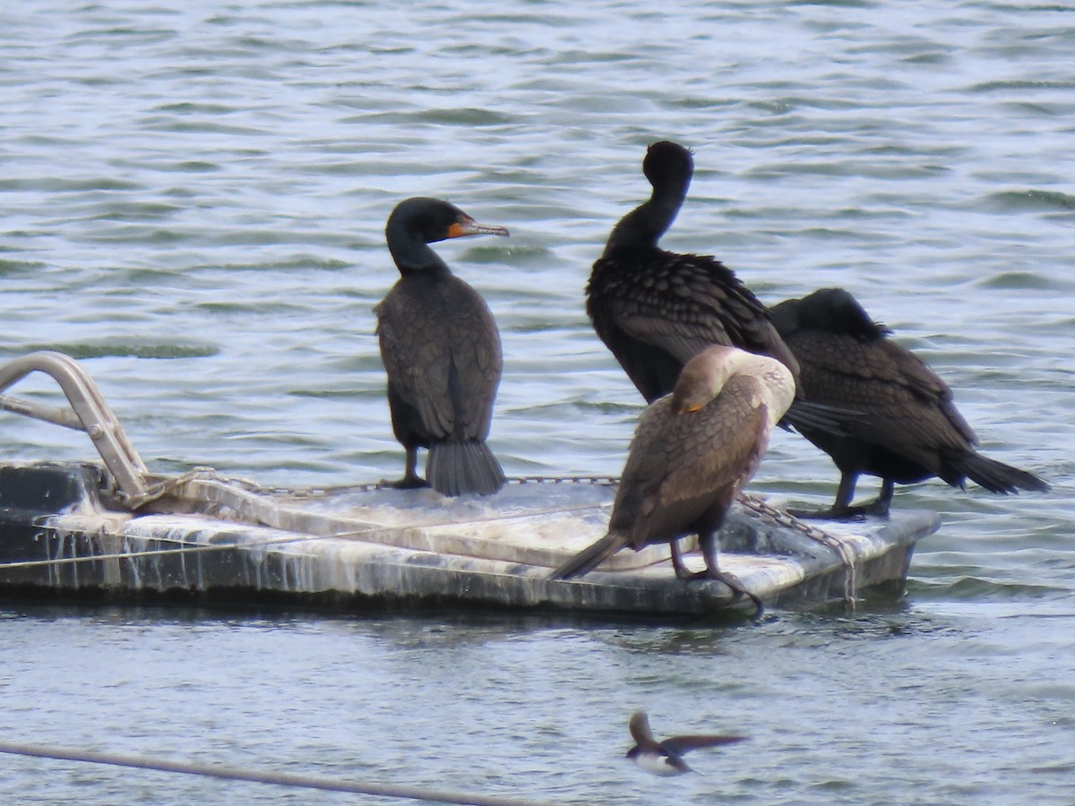 Double-crested Cormorant - ML446128901