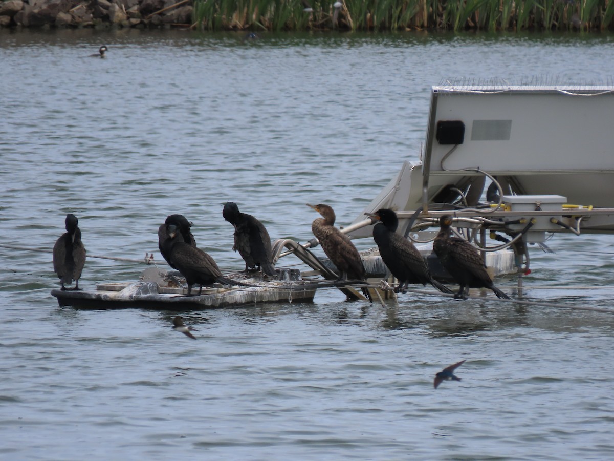 Double-crested Cormorant - ML446128931