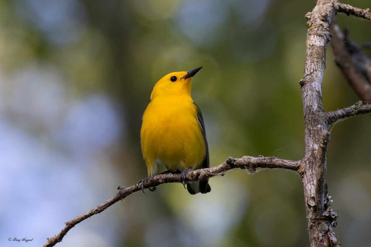 Prothonotary Warbler - ML446129521