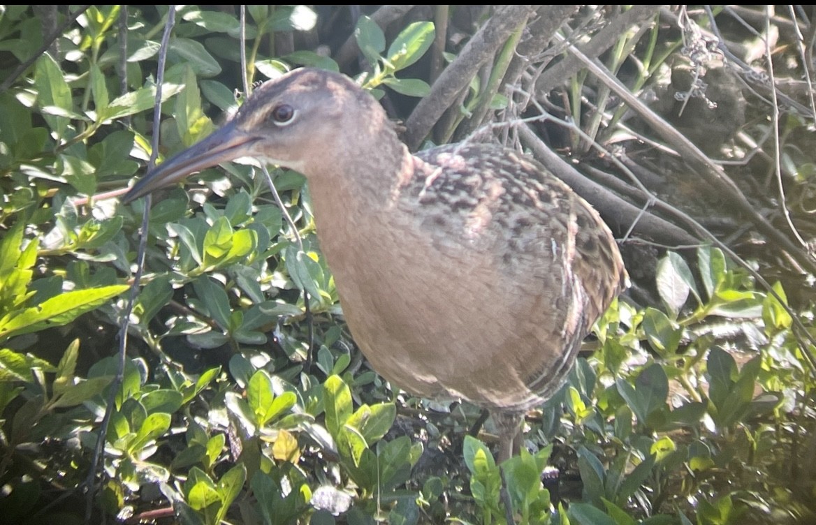 eBird Checklist - 8 May 2022 - Tennessee NWR--Duck River Unit - 68 species