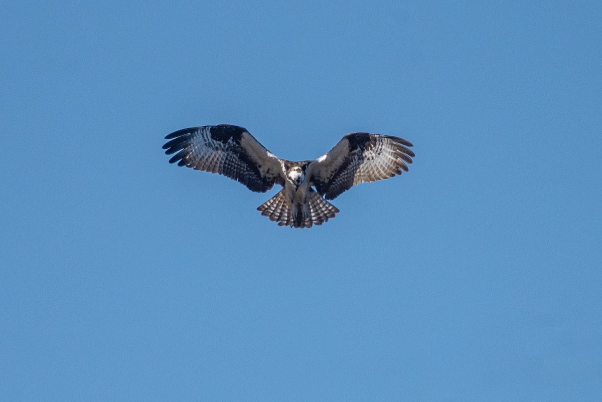 Águila Pescadora - ML446132081