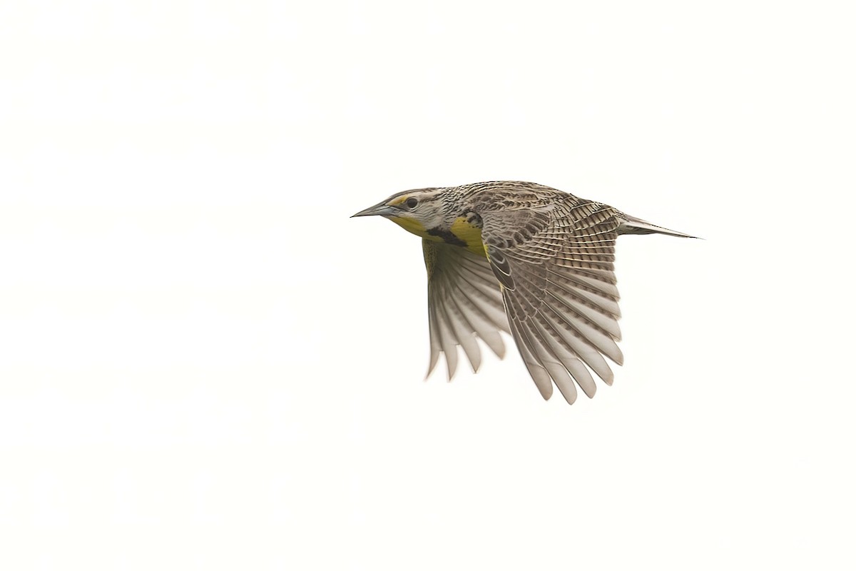 Western Meadowlark - ML446132471