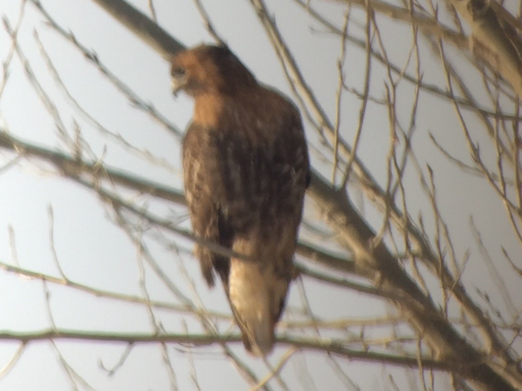 Red-tailed Hawk (calurus/alascensis) - ML44613331