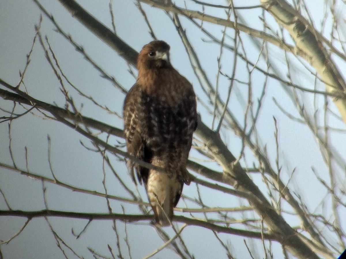 Red-tailed Hawk (calurus/alascensis) - ML44613341