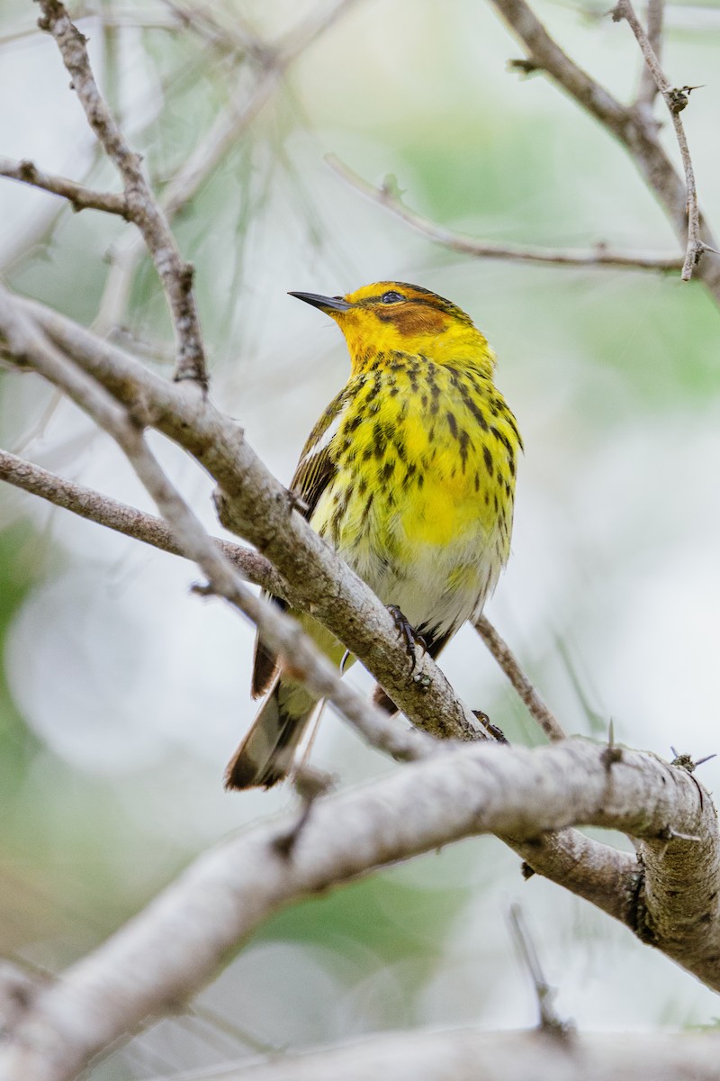Cape May Warbler - ML446134861