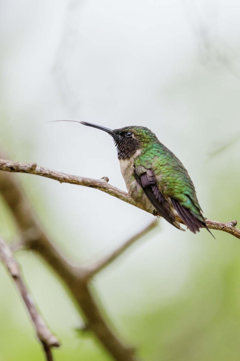 Ruby-throated Hummingbird - ML446134921