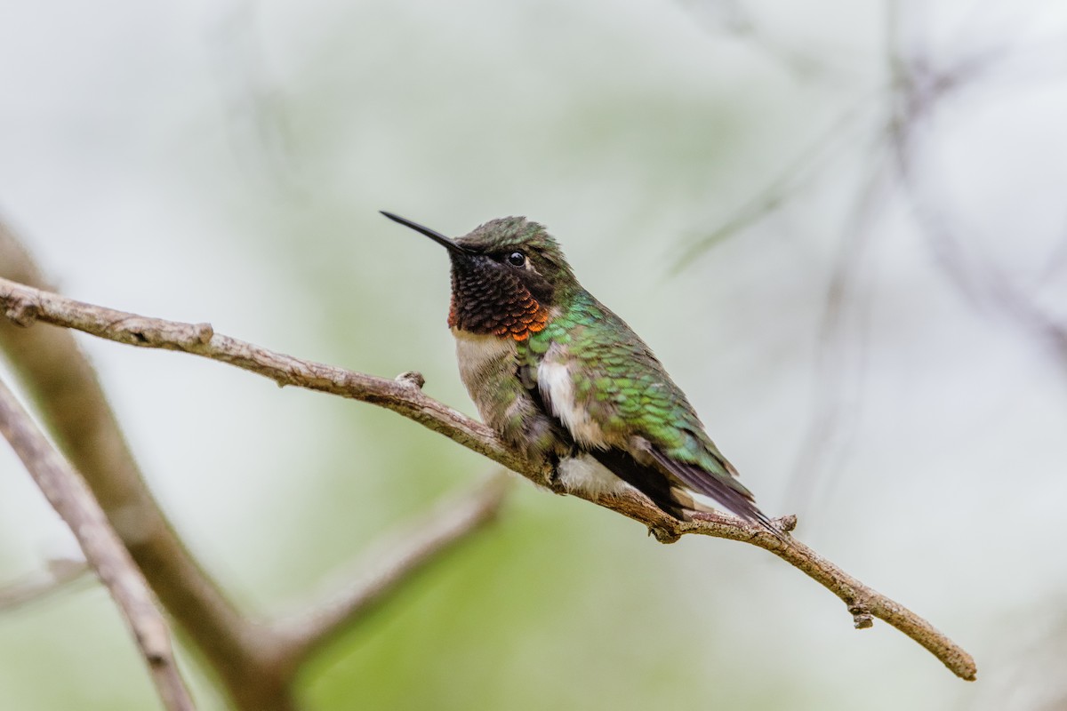 Ruby-throated Hummingbird - ML446134931