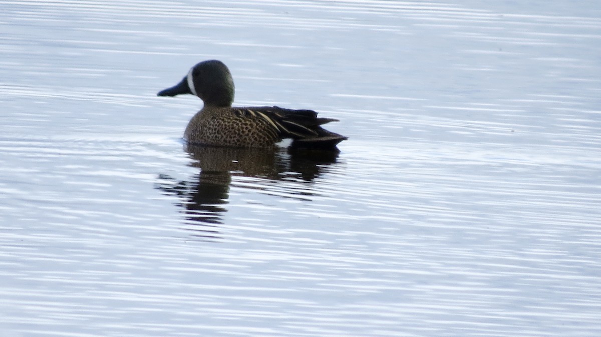 Blue-winged Teal - ML446135941