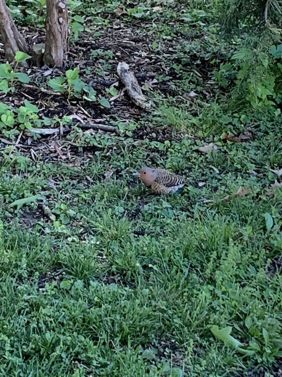 Northern Flicker - ML446136391