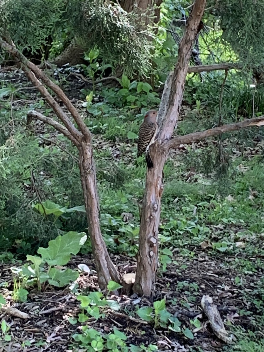 Northern Flicker - ML446136451