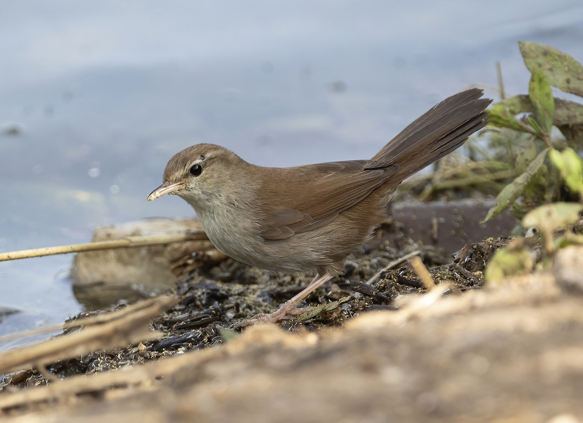 Cetti's Warbler - ML446139101