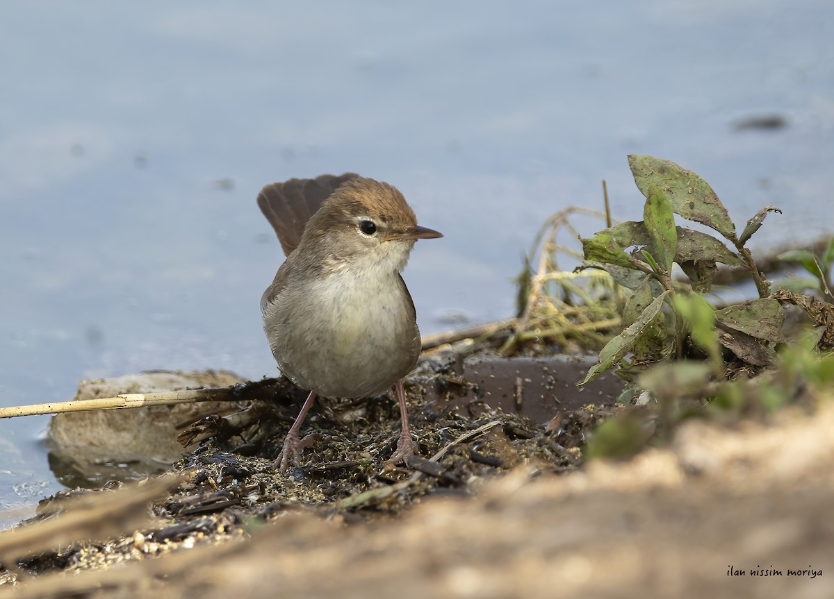 Cetti's Warbler - ML446139161