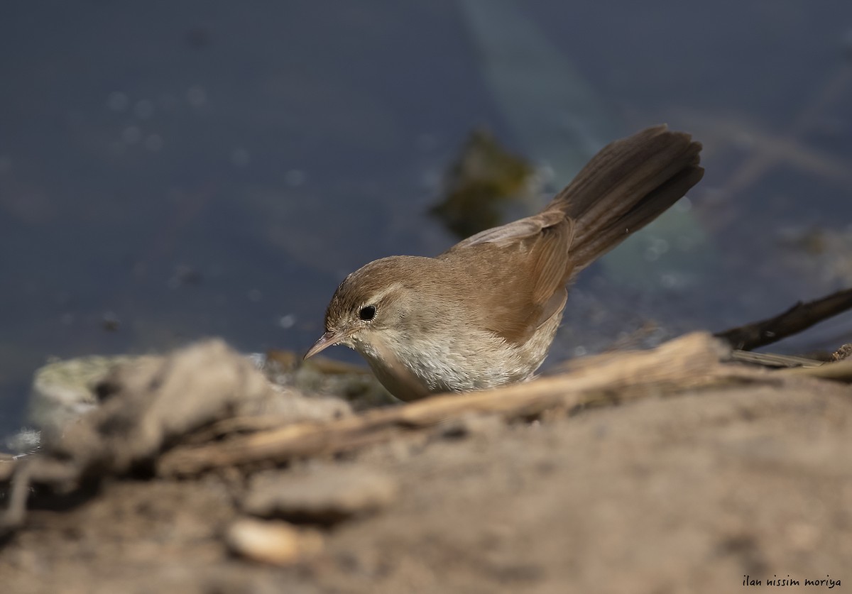 Cetti's Warbler - ML446139171