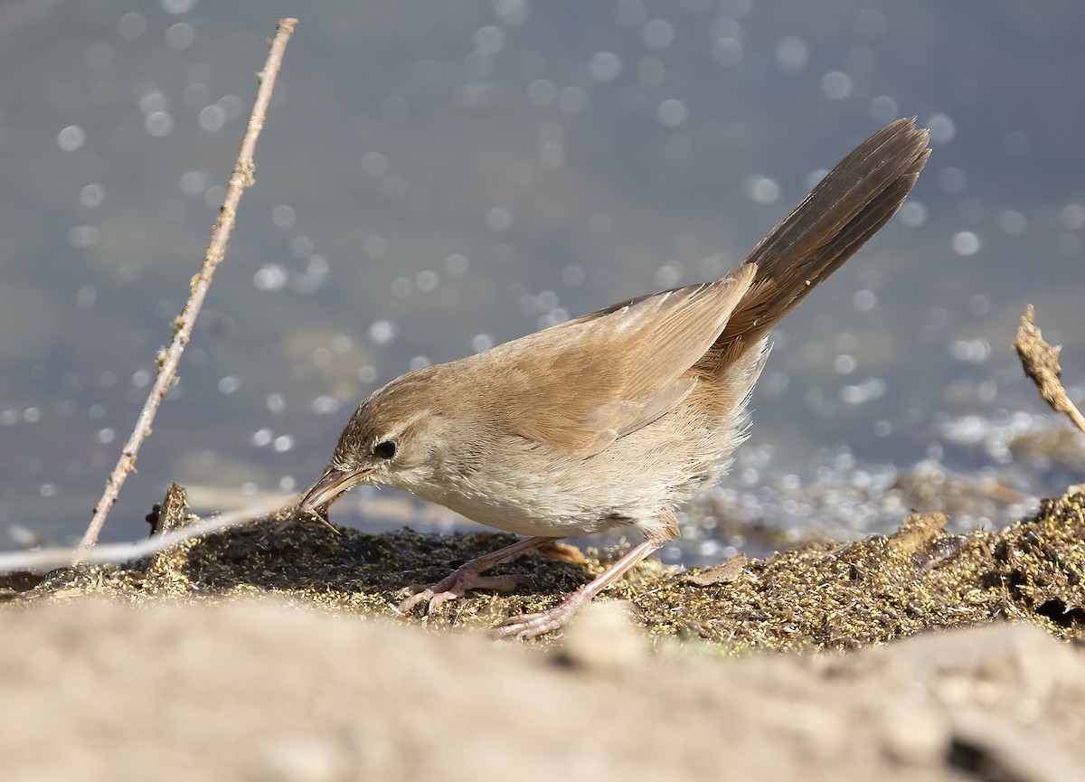 Cetti's Warbler - ML446139181
