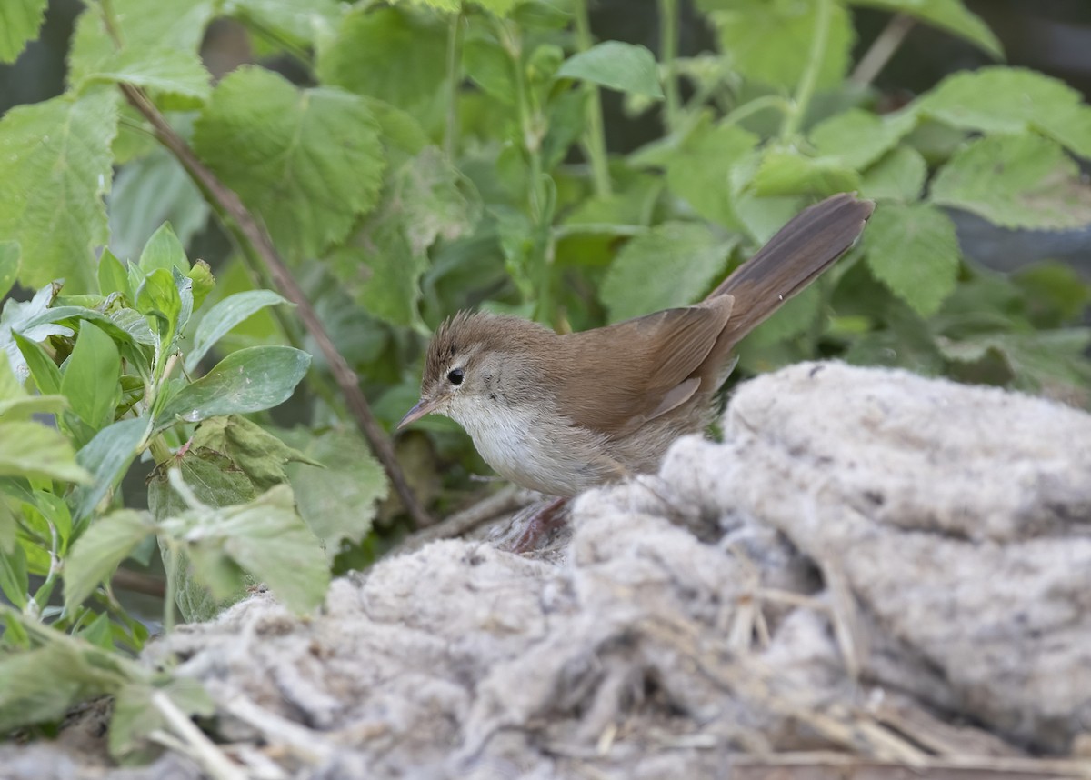 Cetti's Warbler - ML446139201