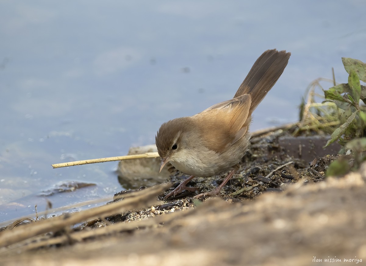 Cetti's Warbler - ML446139211