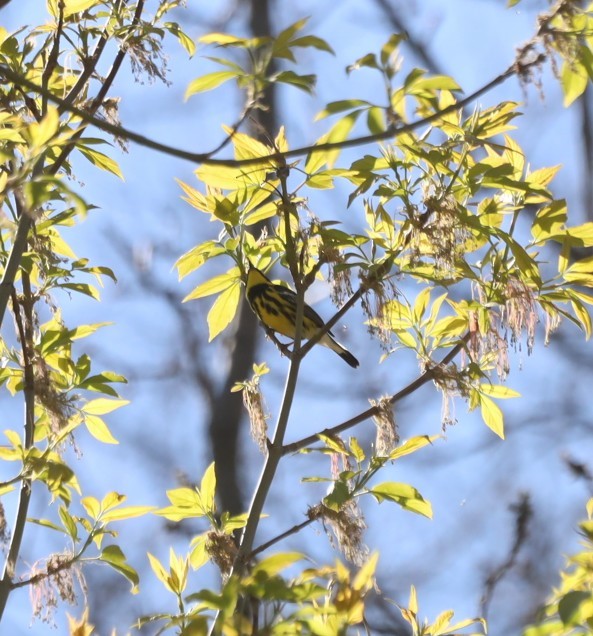 Magnolia Warbler - ML446139321