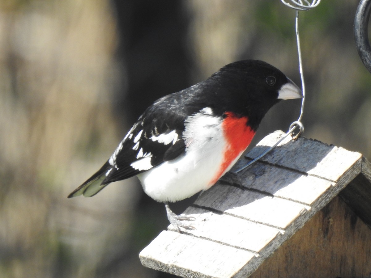 Rose-breasted Grosbeak - Jacques Bélanger