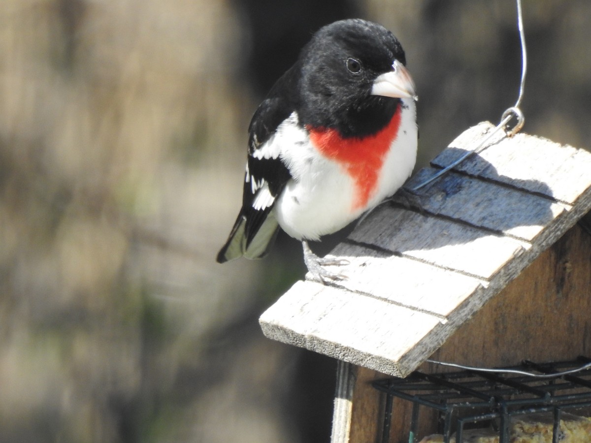 Rose-breasted Grosbeak - Jacques Bélanger