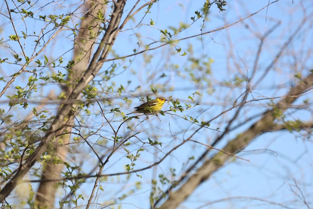 Cape May Warbler - ML446139381
