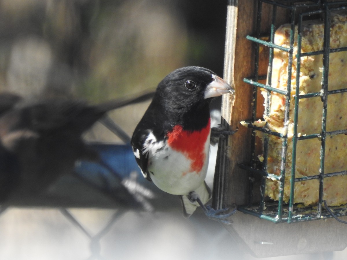 Rose-breasted Grosbeak - Jacques Bélanger