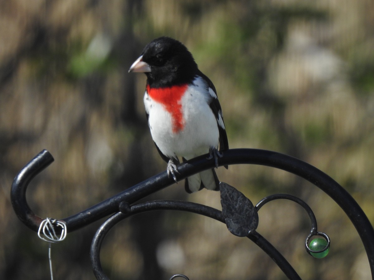 Rose-breasted Grosbeak - Jacques Bélanger