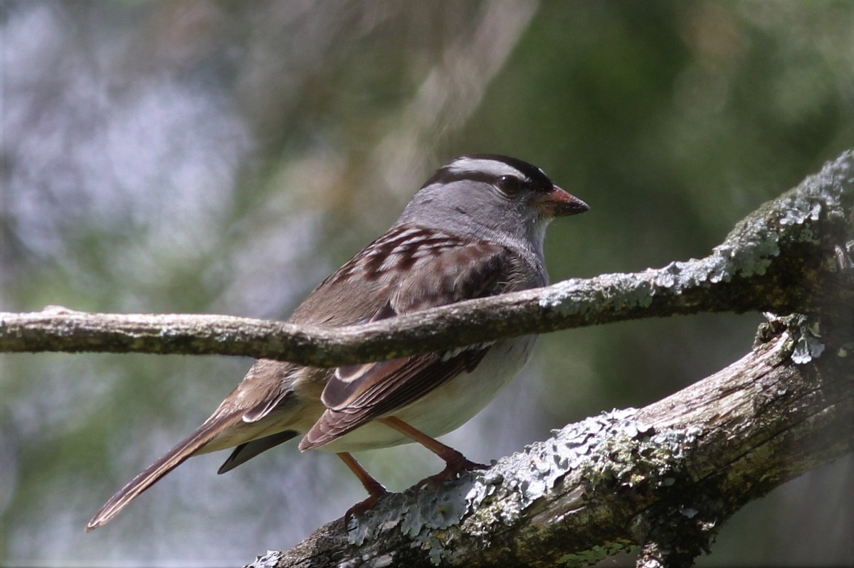 White-crowned Sparrow - ML446141371