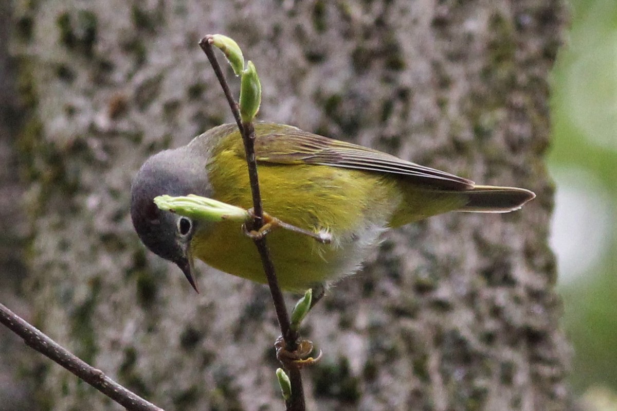 Rubinfleck-Waldsänger - ML446141561