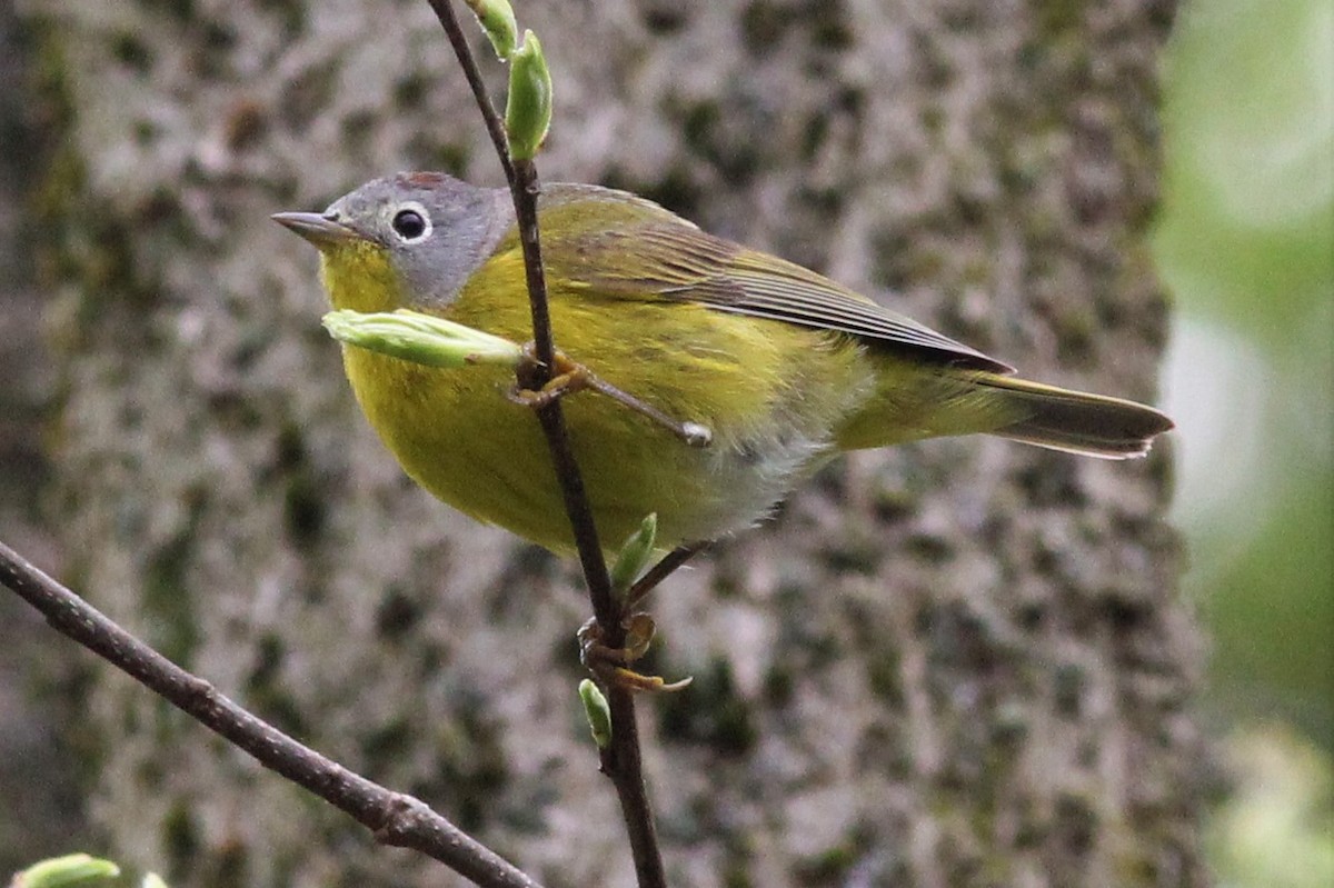 Nashville Warbler - ML446141571