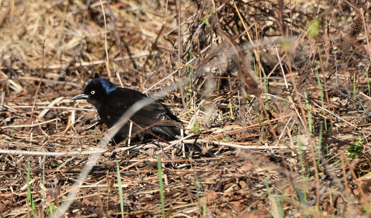 Common Grackle - ML446141871