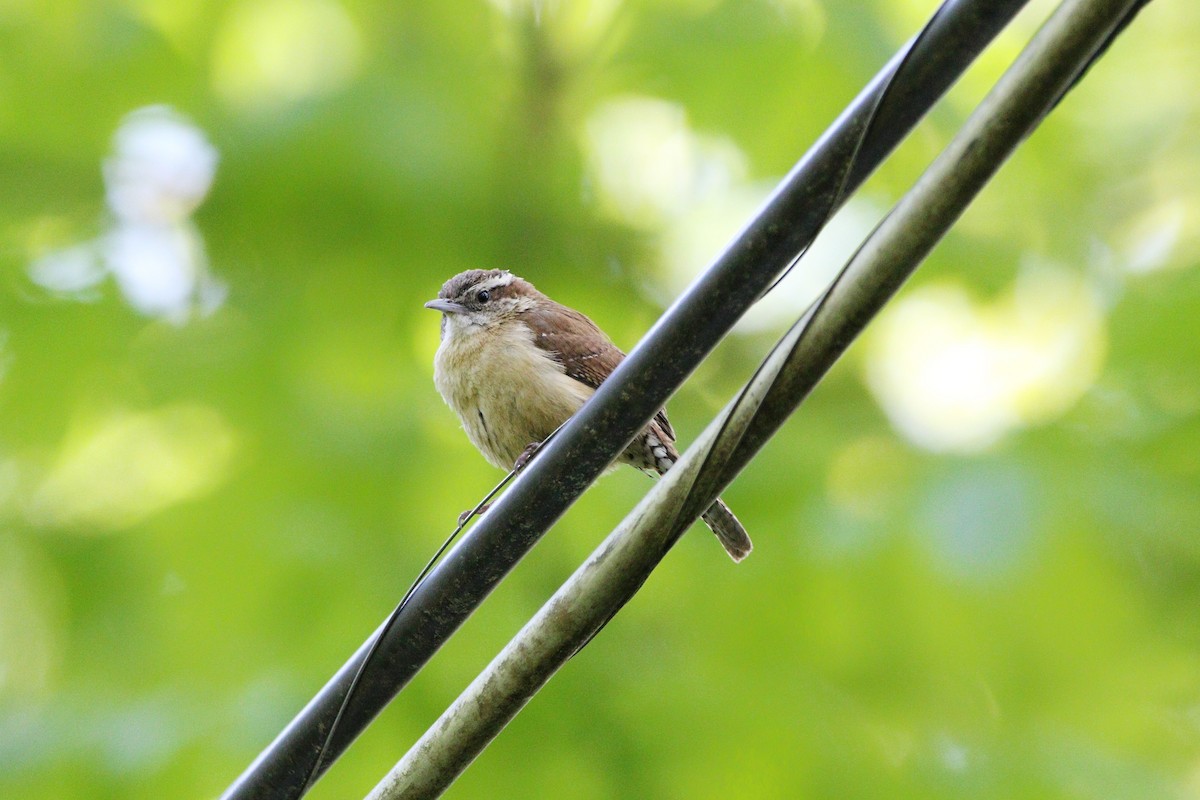 Carolina Wren - ML446143751