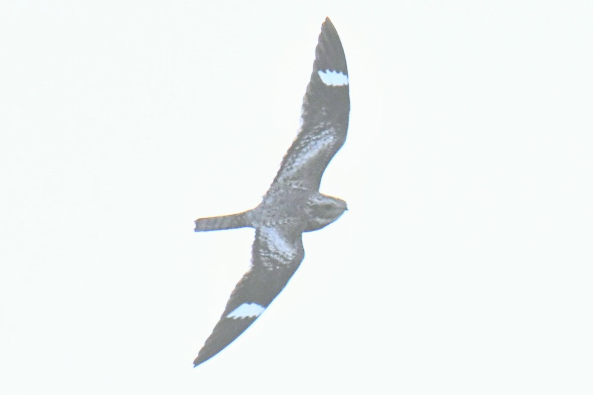 Common Nighthawk - ML446144071