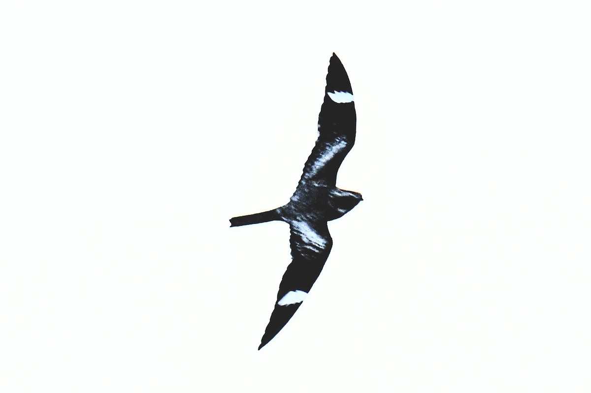 Common Nighthawk - ML446144091