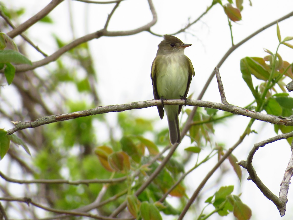 Willow Flycatcher - Chris Barrigar