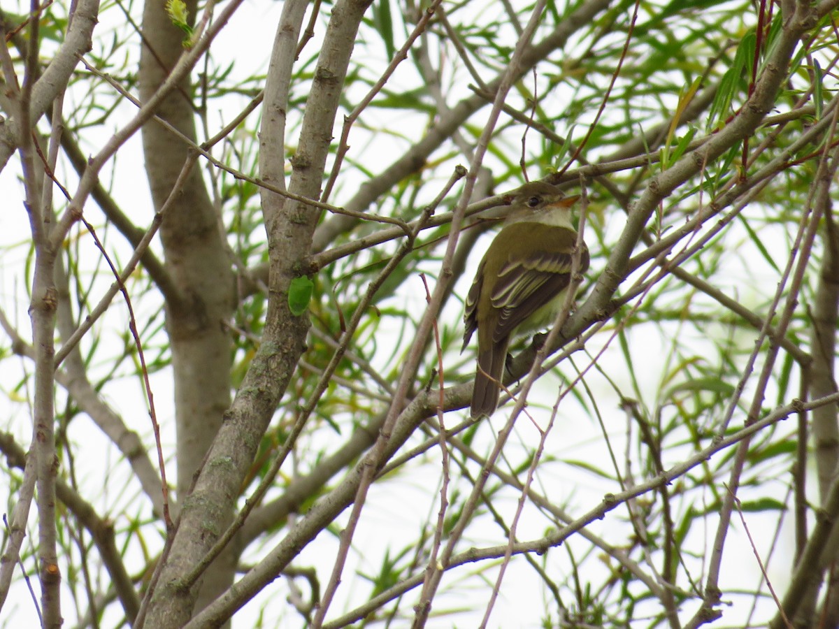 Willow Flycatcher - Chris Barrigar