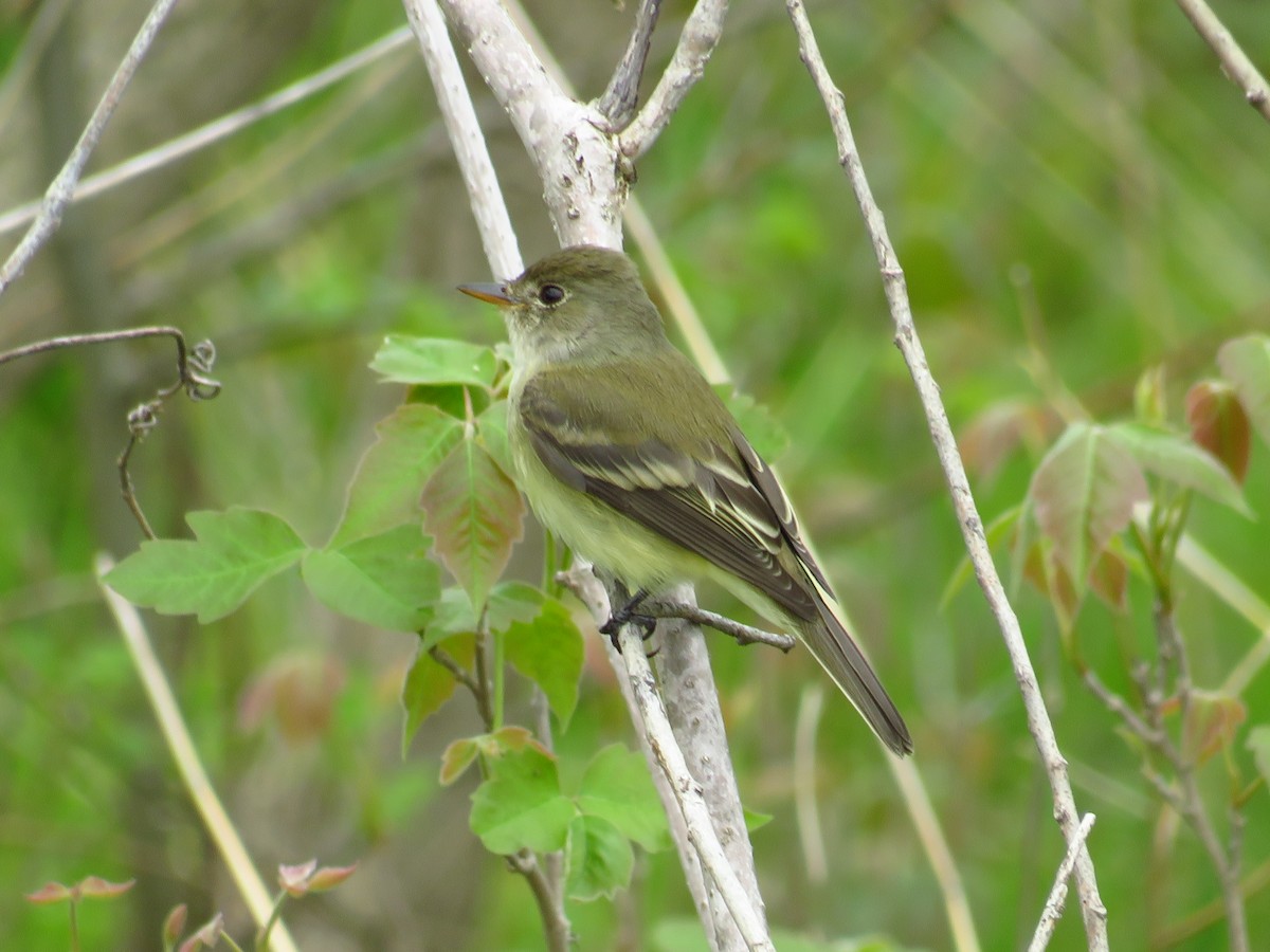 Willow Flycatcher - Chris Barrigar