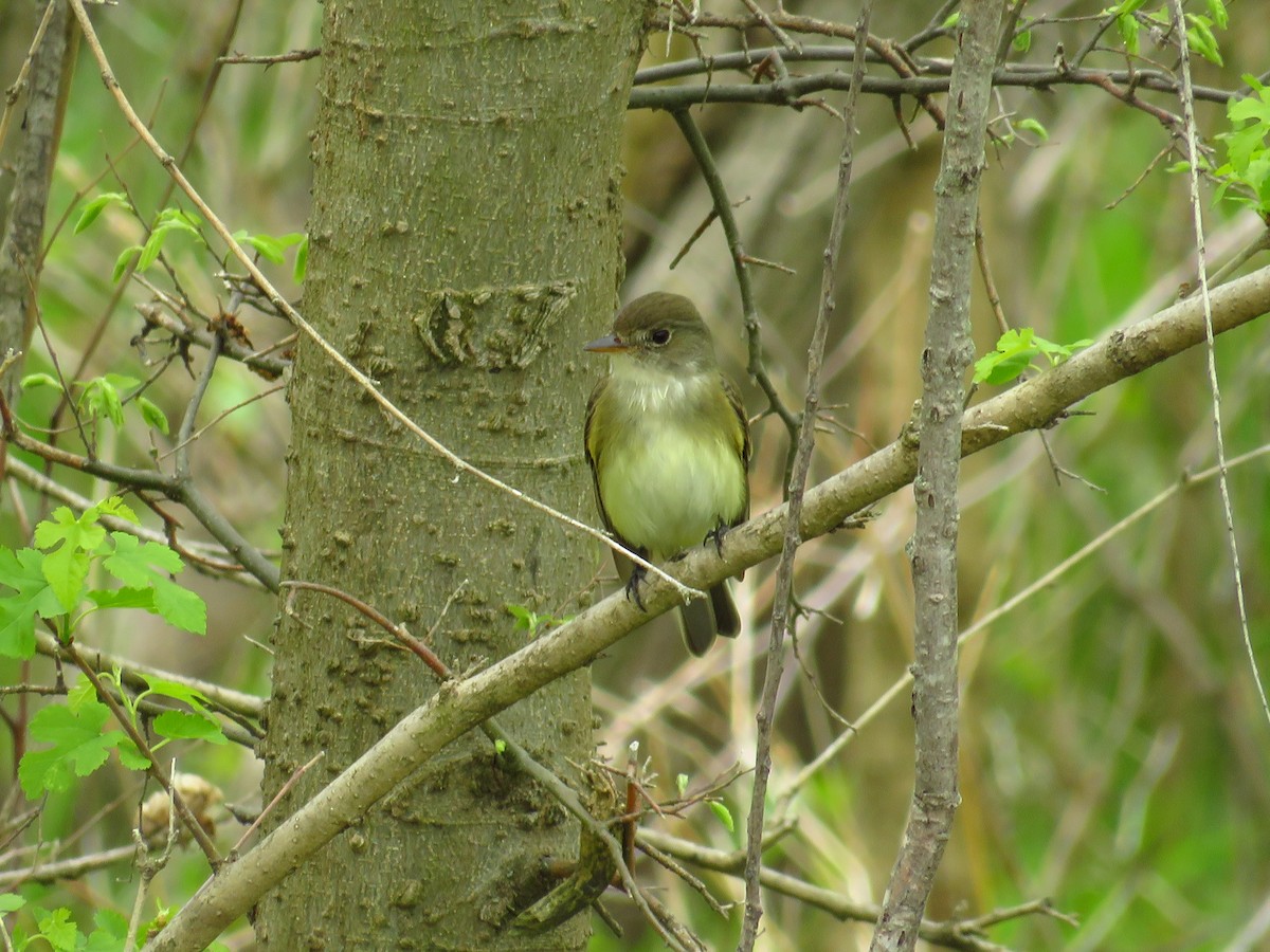 Willow Flycatcher - Chris Barrigar