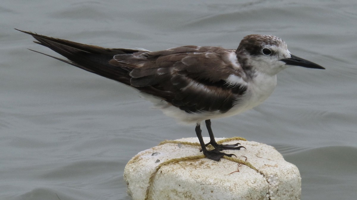 Bridled Tern - karthick hari