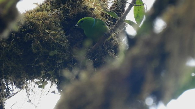 Golden-browed Chlorophonia - ML446145941