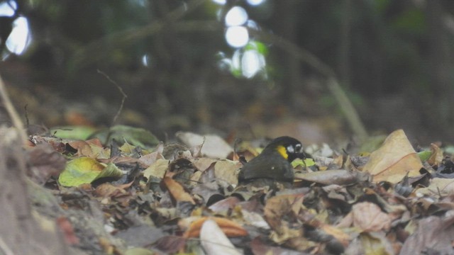 White-eared Ground-Sparrow - ML446146301