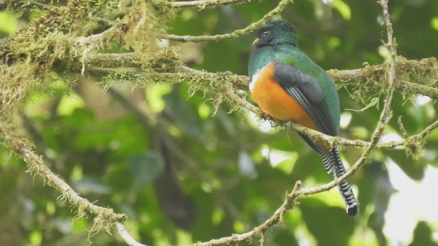 Halkalı Trogon (aurantiiventris/underwoodi) - ML446146441