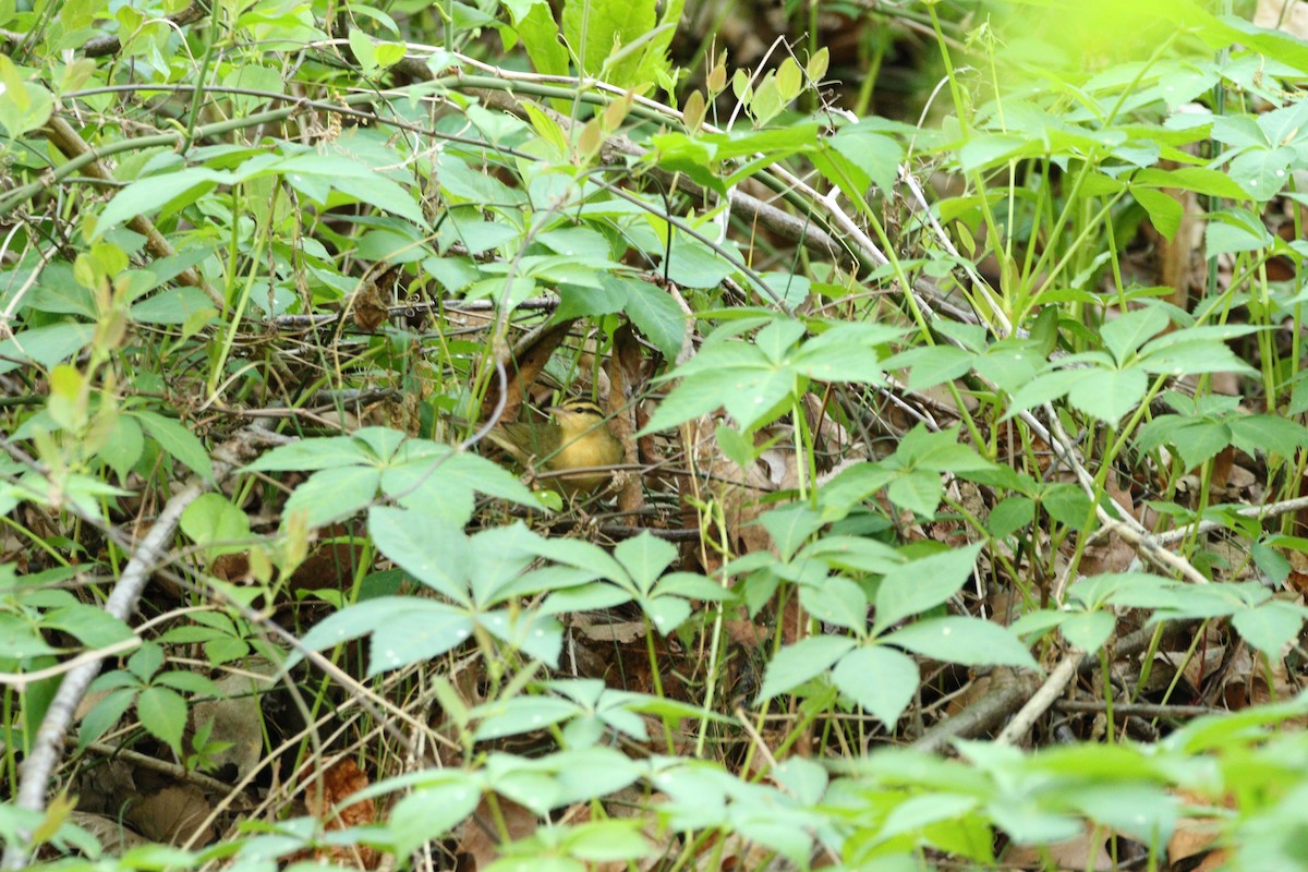 Worm-eating Warbler - ML446146761