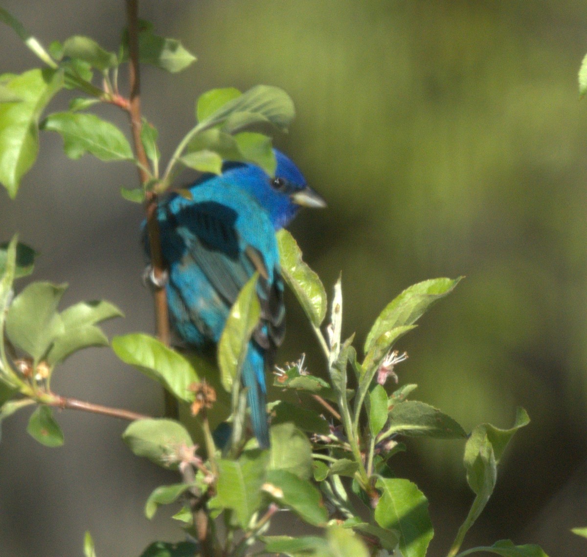 Indigo Bunting - ML446147081