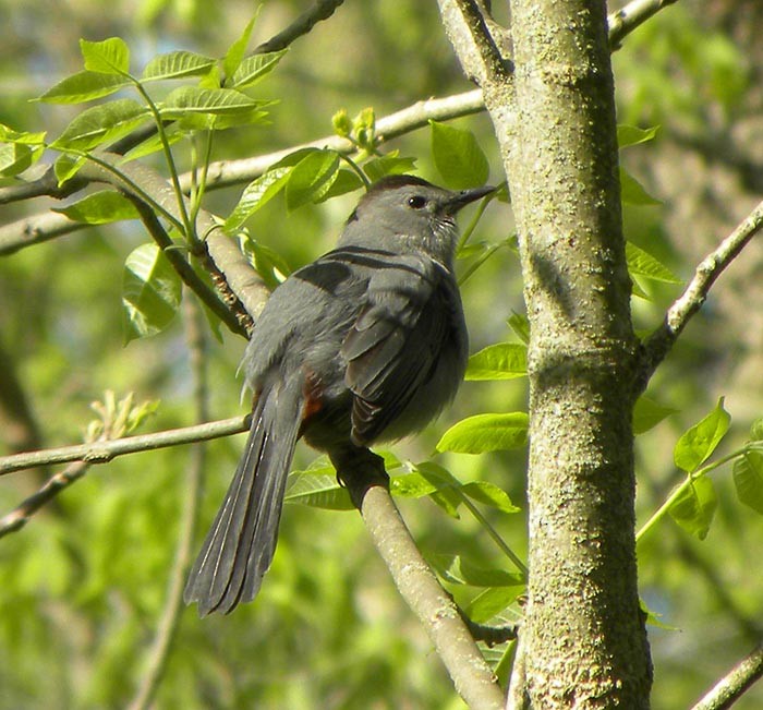 Pájaro Gato Gris - ML446149031