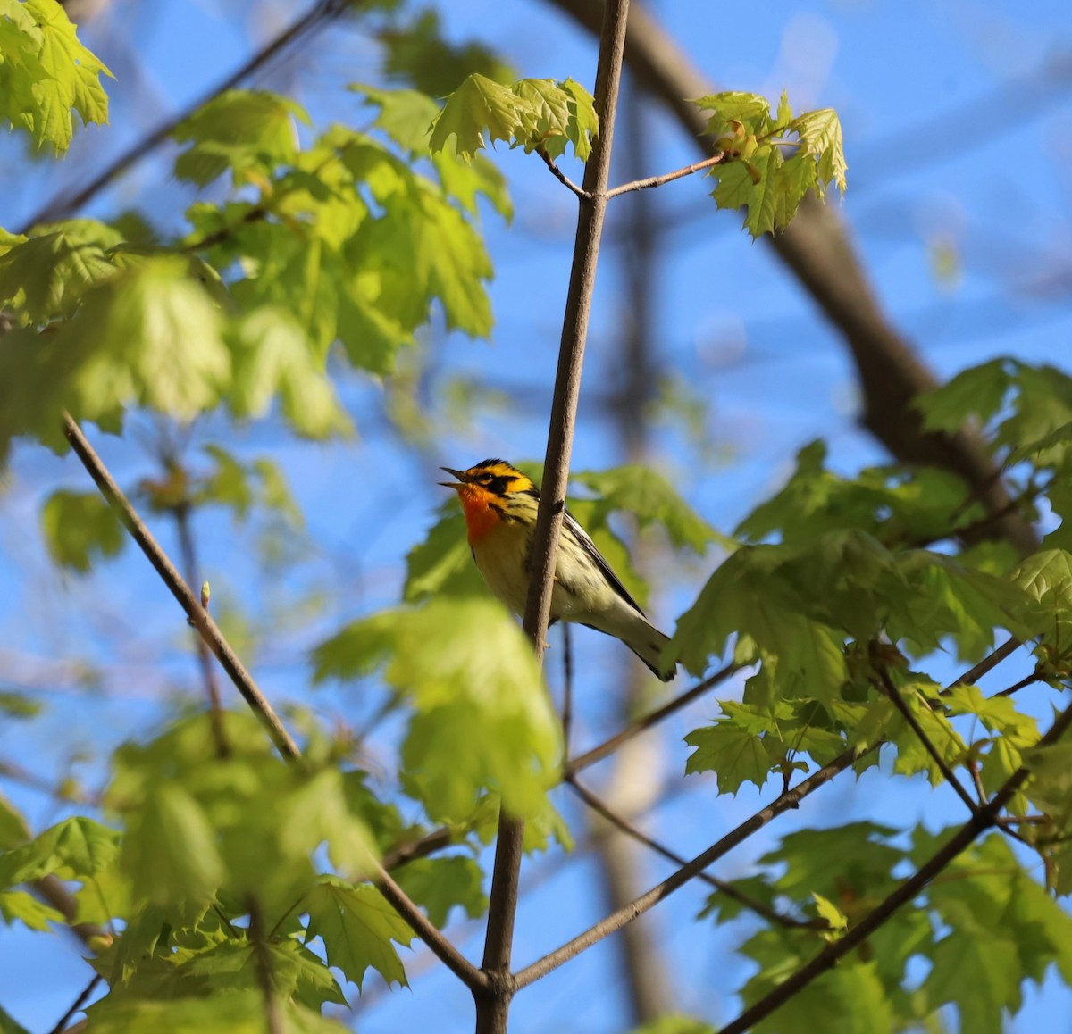 Blackburnian Warbler - ML446149121